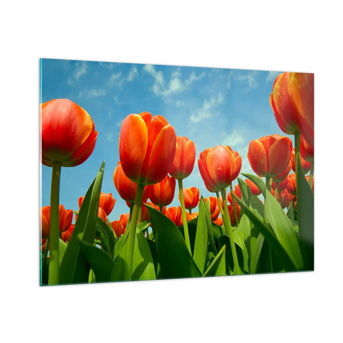 Obraz na szkle - Pole czerwonych tulipanów pod błękitnym niebem - 100x70cm - Oprócz błękitnego nieba nic im w życiu nie potrzeba - Nowoczesna dekoracja ścienna do salonu, kuchni i sypialni ARTTOR