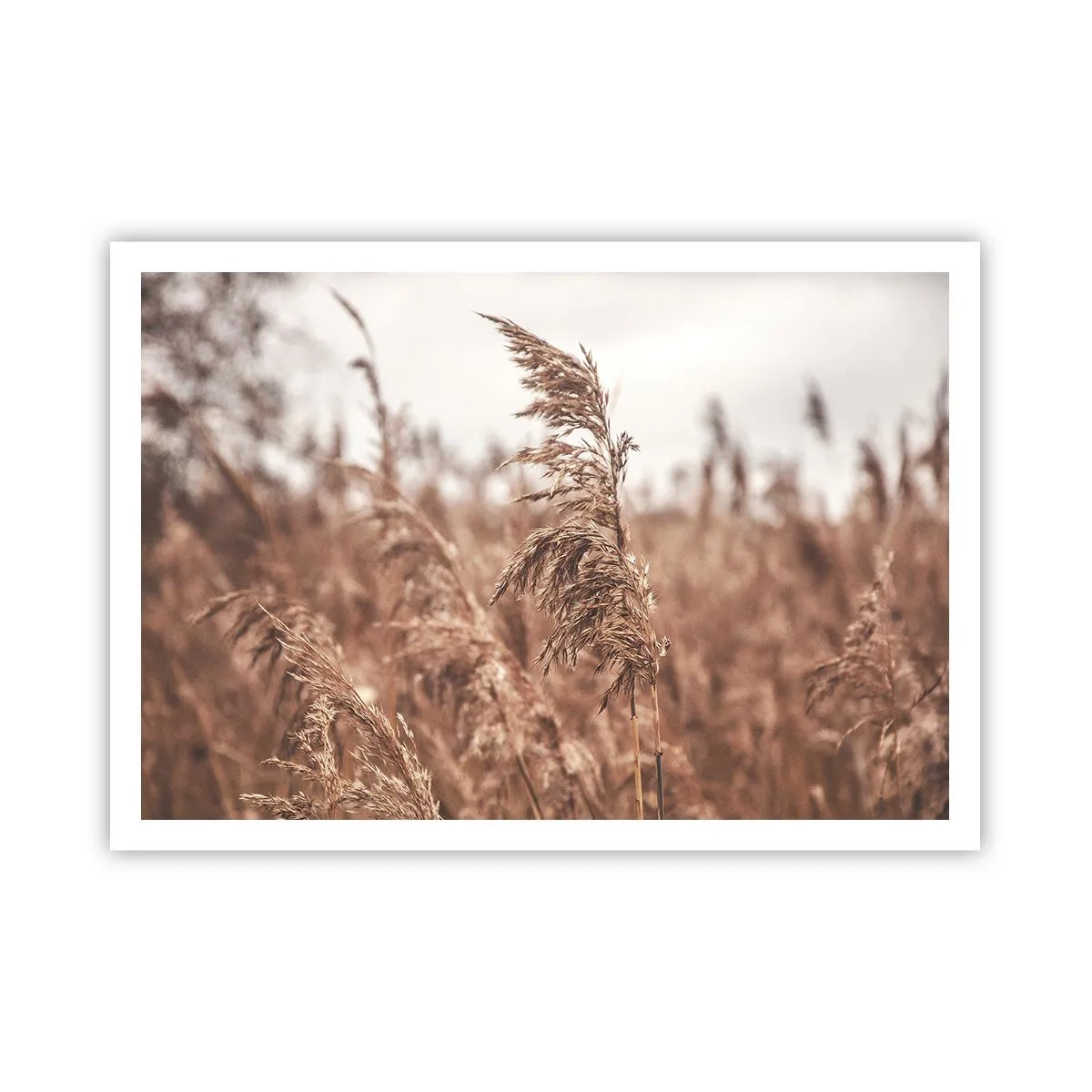 Plakat - Złote trawy na tle jesiennej scenerii - 100x70cm - Na polach już jesień - Nowoczesna dekoracja ścienna do salonu i sypialni ARTTOR