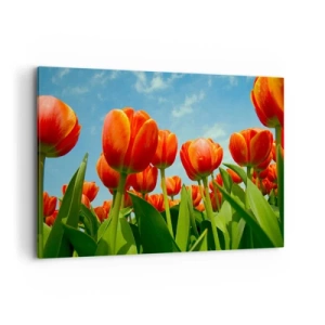 Obraz na płótnie - Pole czerwono-pomarańczowych tulipanów na tle błękitnego nieba - 100x70cm - Oprócz błękitnego nieba nic im w życiu nie potrzeba - Nowoczesna dekoracja ścienna do salonu, kuchni i sypialni ARTTOR