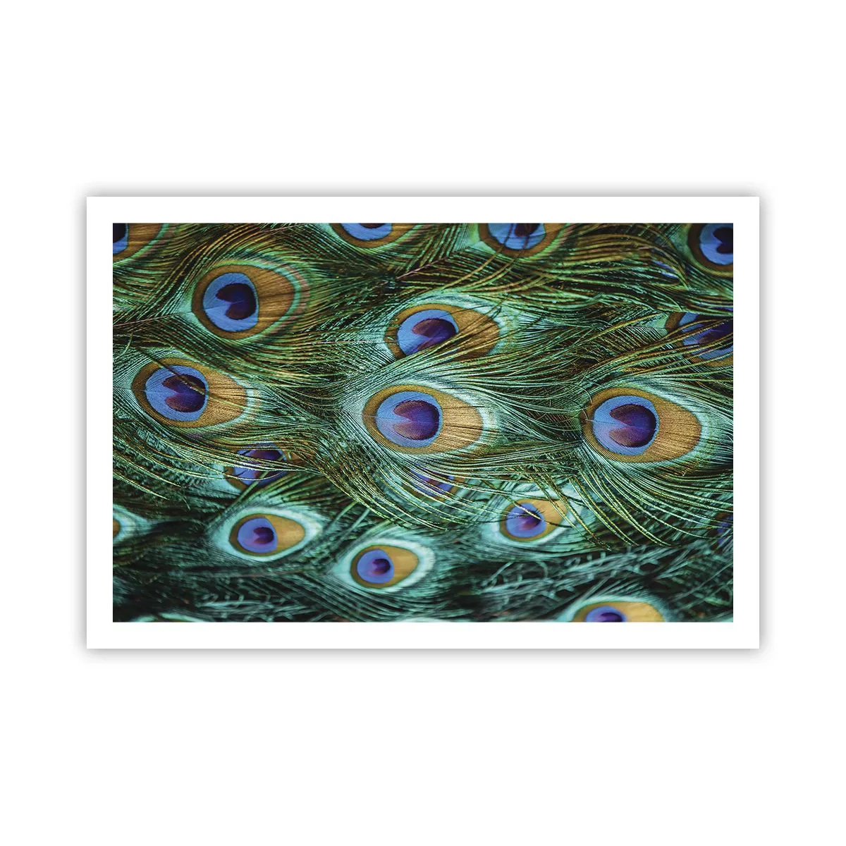 Plakat - Pawiookie spojrzenie - 91x61 cm