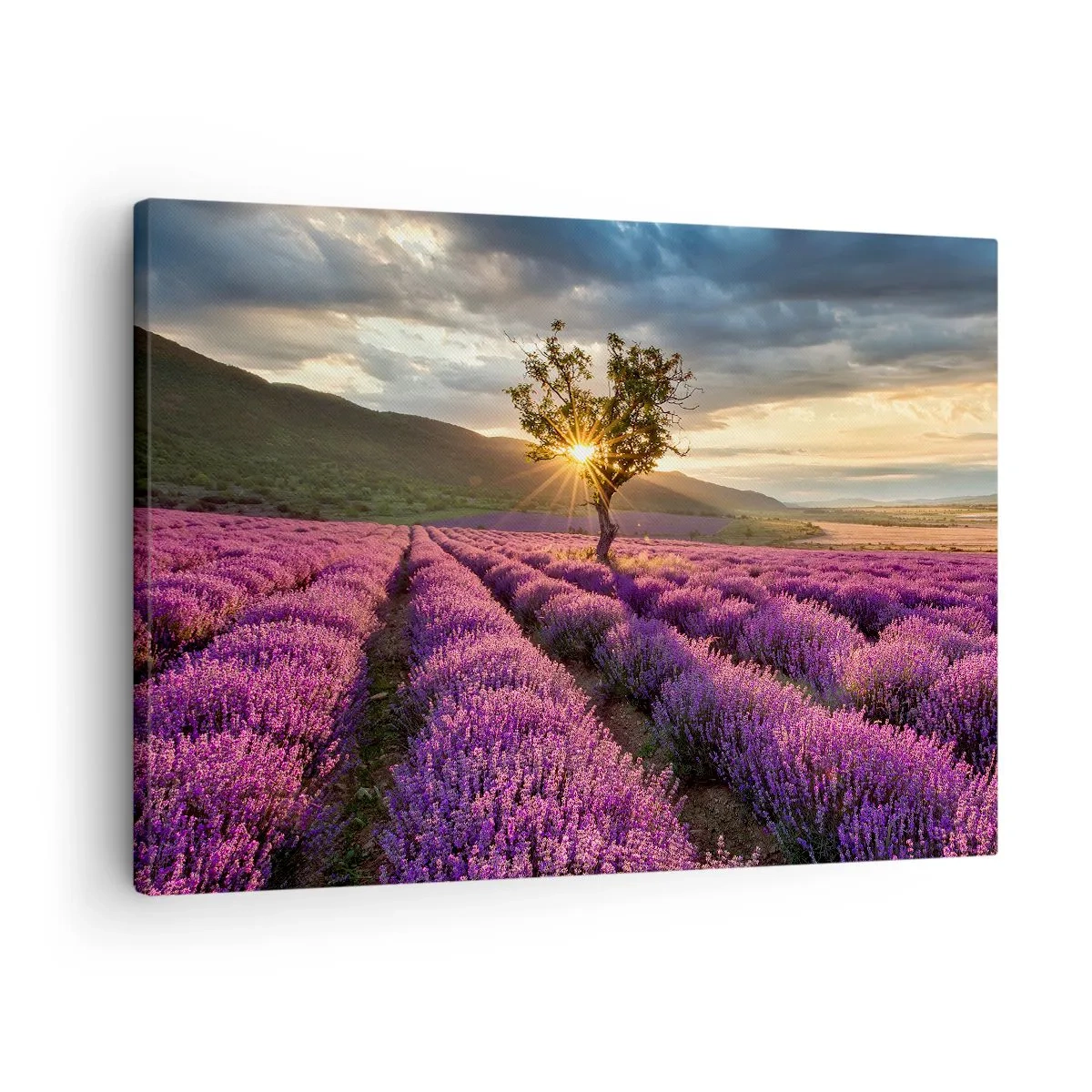 Obraz na płótnie - Pole lawendy z samotnym drzewem o zachodzie słońca - 70x50cm - Aromat w kolorze lila - Nowoczesna dekoracja ścienna do salonu i sypialni ARTTOR