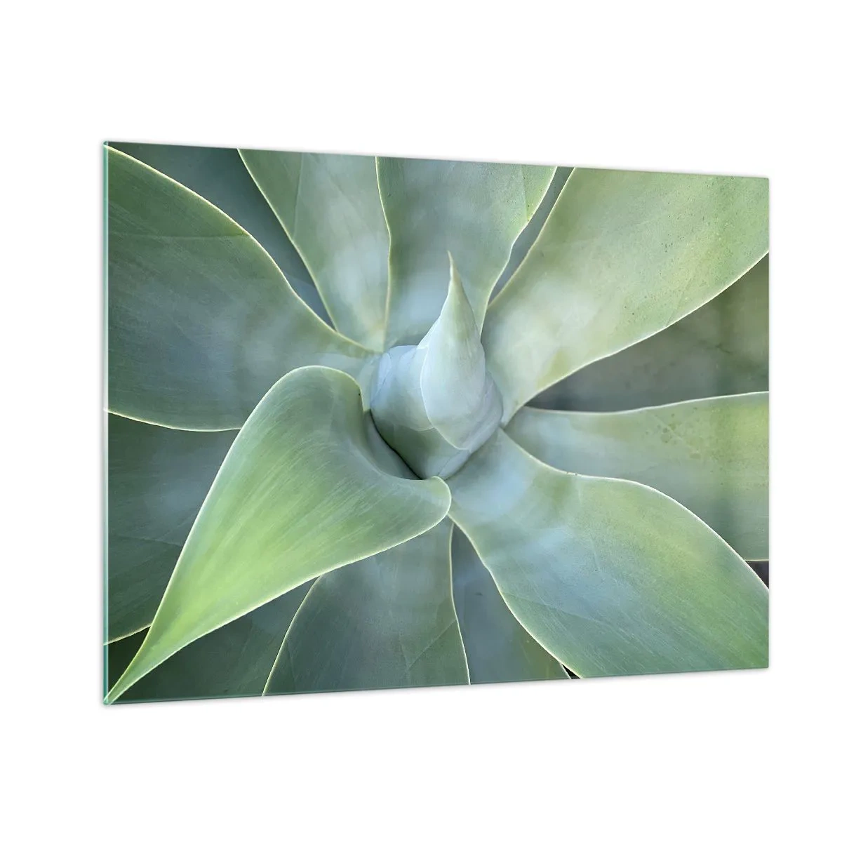 Obraz na szkle - Makrofotografia zielonej rośliny o spiralnym układzie liści - 70x50cm - Narodziny zieleni - Nowoczesna dekoracja ścienna do salonu i sypialni ARTTOR