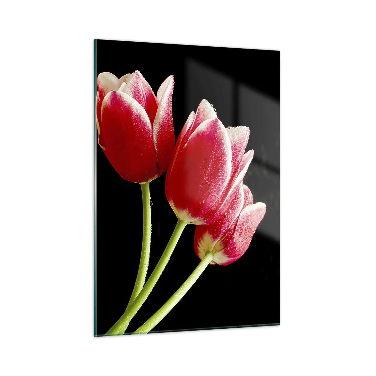 Obraz na szkle - Czerwone tulipany z kroplami rosy na czarnym tle - 50x70cm - Obietnica czystej miłości - Nowoczesna dekoracja ścienna do salonu, kuchni i sypialni ARTTOR