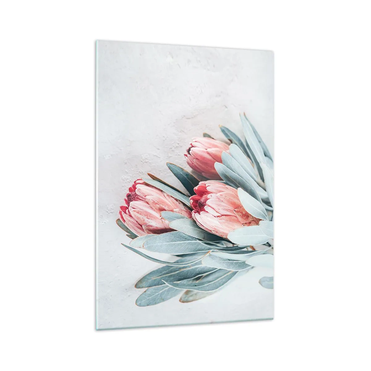 Obraz na szkle - Subtelne różowe kwiaty protei na jasnym tle - 70x100cm - Zawstydzone własną urodą - Nowoczesna dekoracja ścienna do salonu i sypialni ARTTOR