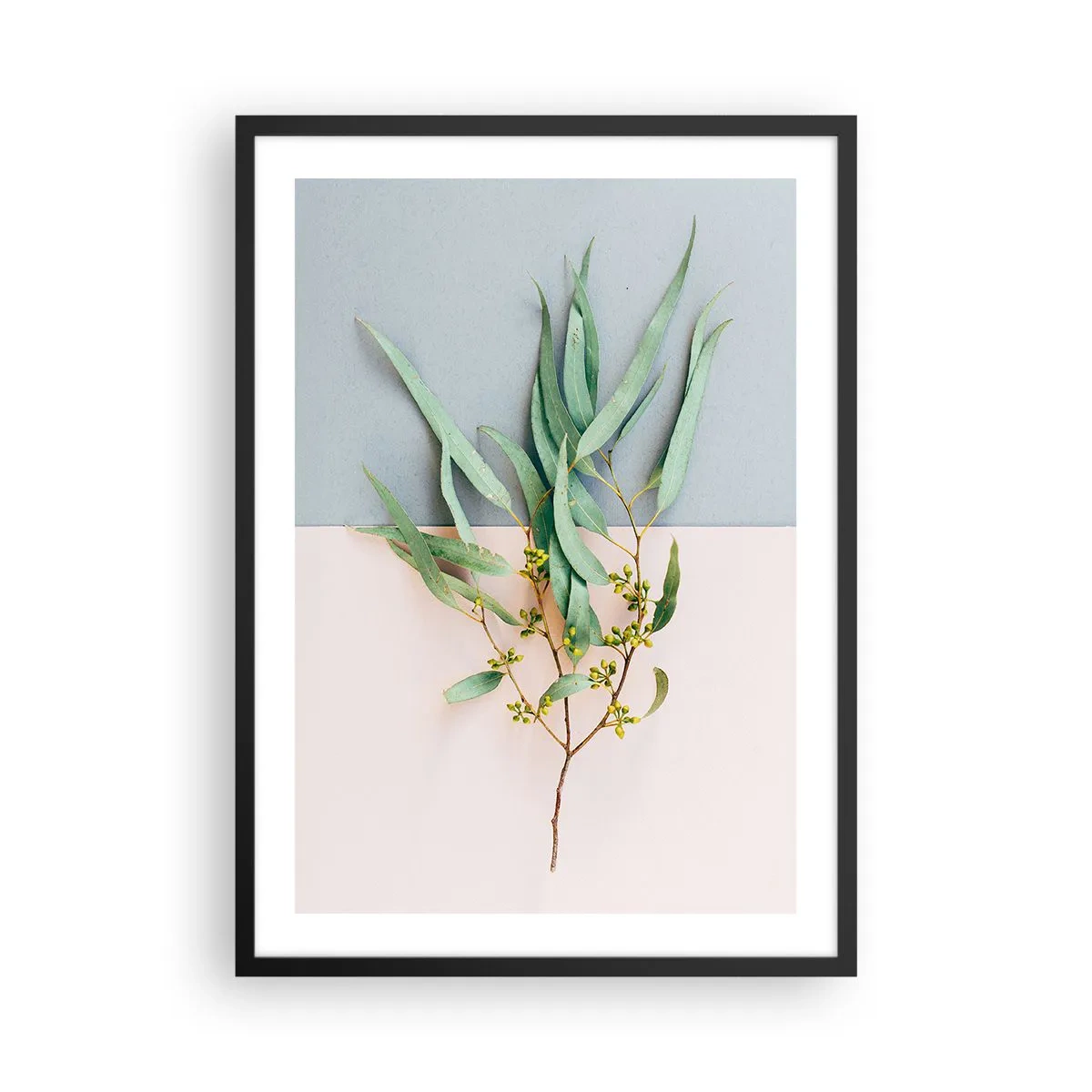Plakat w czarnej ramie - Gałązka eukaliptusa na pastelowym tle - 50x70cm - Pastelowa subtelność - Nowoczesna dekoracja ścienna do salonu i sypialni ARTTOR