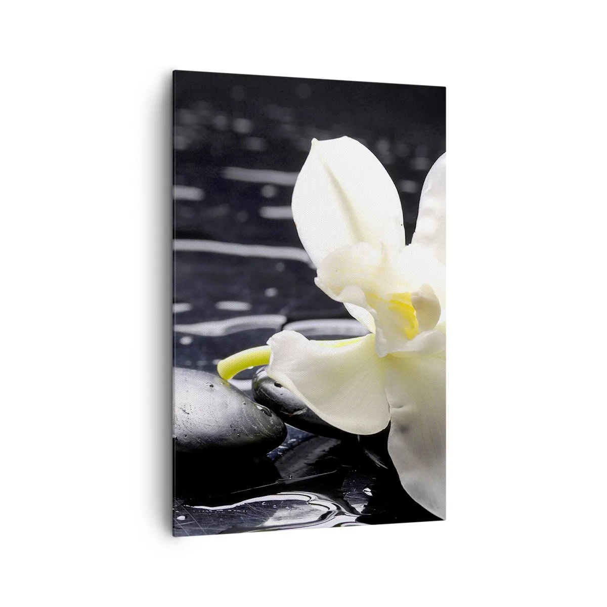Obraz na płótnie - Biała orchidea na tle czarnych kamieni i wody - 80x120cm - Studium w czerni i bieli - Nowoczesna dekoracja ścienna do salonu i sypialni ARTTOR