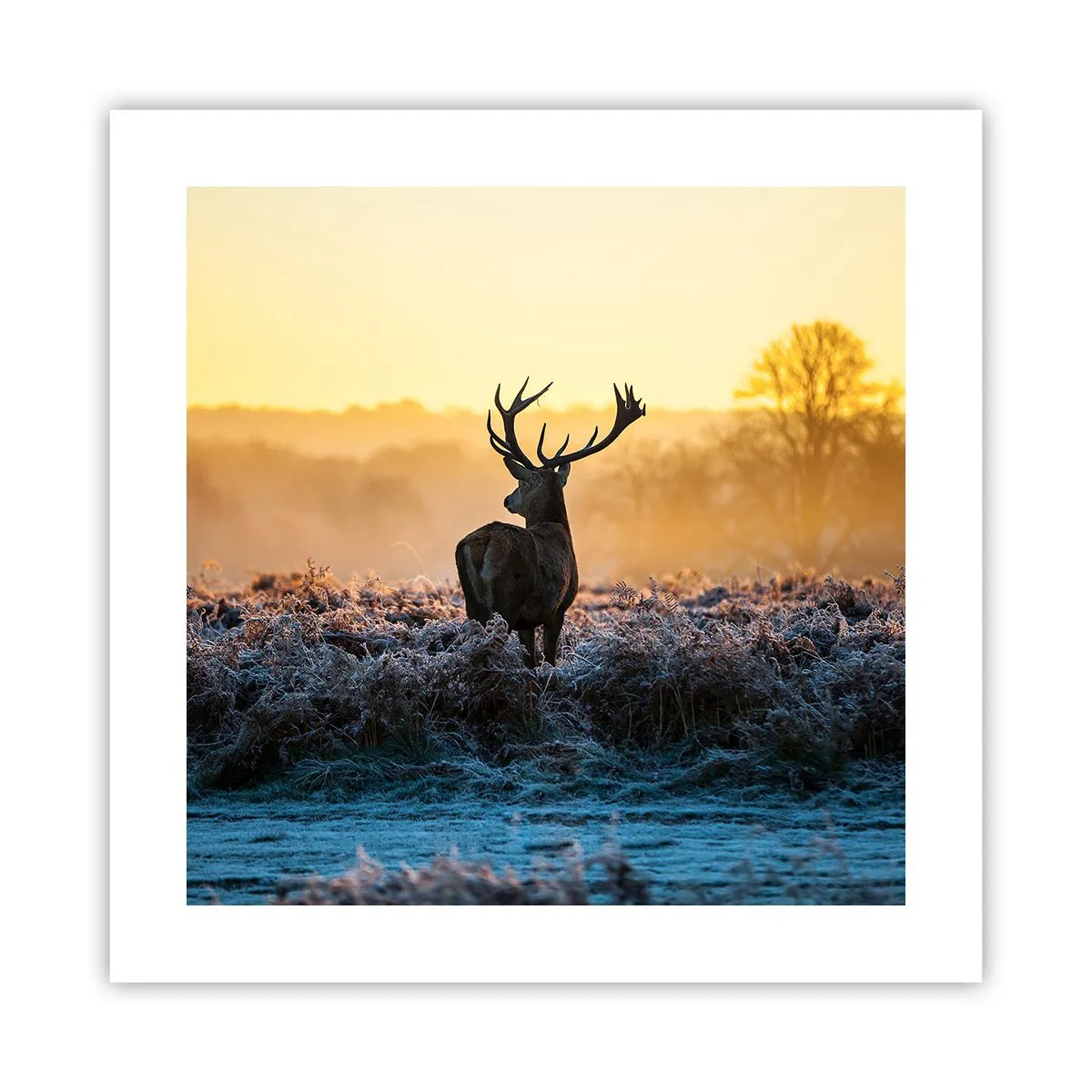 Plakat - Koronowany na swoich włościach - 40x40 cm