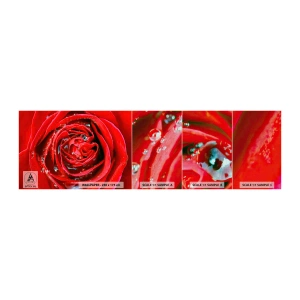 Fototapeta Próbka Premium Canvas - W kroplach rosy - Kwiaty, Czerwona Róża, Miłość - 100x30 cm