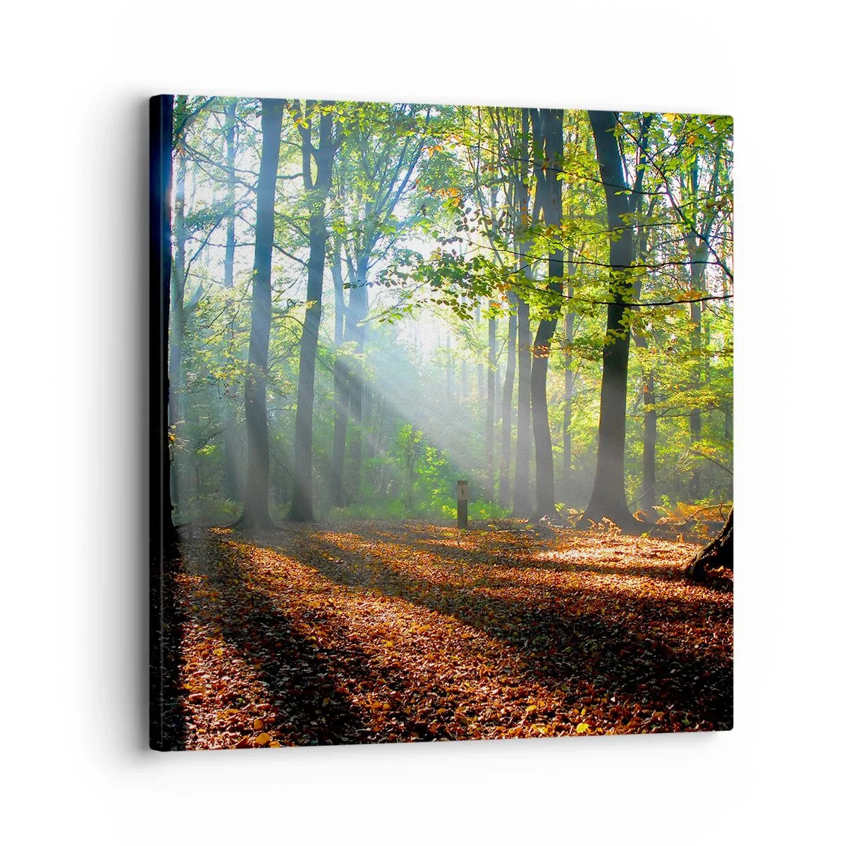 Obraz na płótnie - Blaski i cienie - 30x30 cm