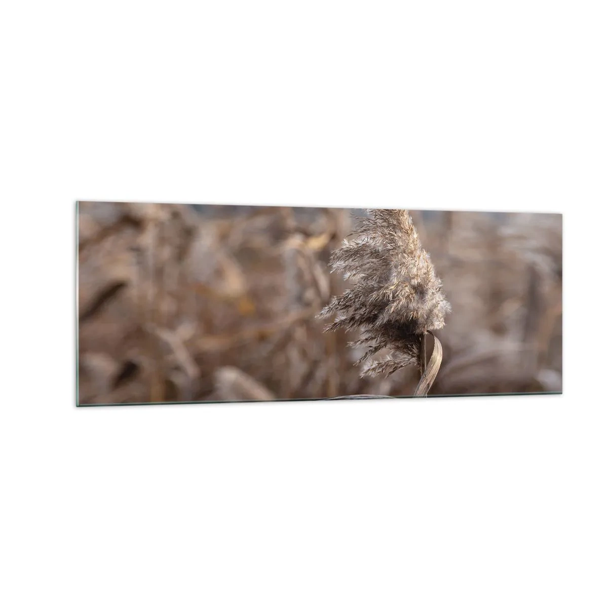 Obraz na szkle - Delikatne trawy w odcieniach beżu na tle natury - 140x50cm - Czas odlecieć z wiatrem - Nowoczesna dekoracja ścienna do salonu i sypialni ARTTOR