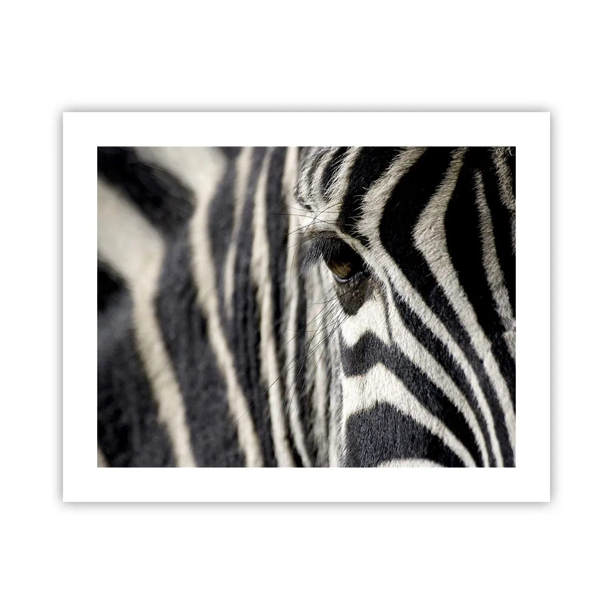 Plakat - Portret w paski - 50x40 cm