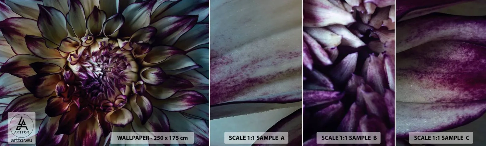 Fototapeta Próbka Samoprzylepna Deluxe Sticker - Rozkwit młodości - Kwiaty, Dalia, Kwitnący Kwiat - 100x30 cm