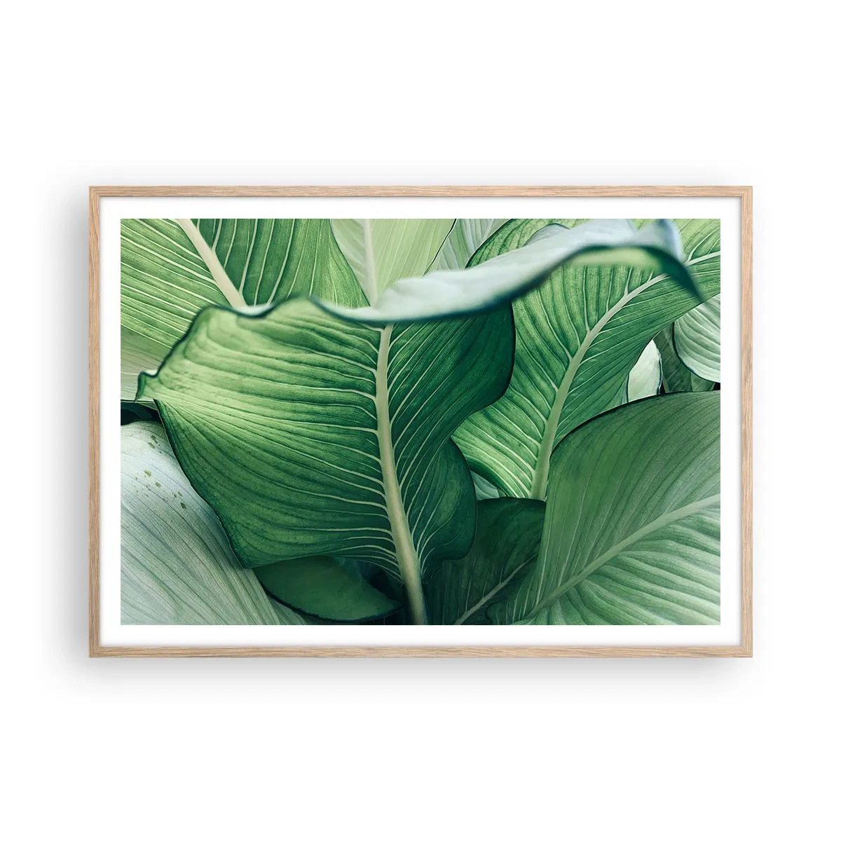 Plakat w ramie jasny dąb - Życie intensywnie zielone - 100x70 cm