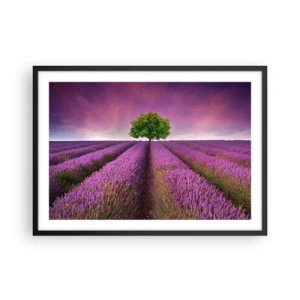 Plakat w czarnej ramie - Pole lawendy z samotnym drzewem i fioletowym niebem - 70x50cm - Na lawendowych polach - Nowoczesna dekoracja ścienna do salonu i sypialni ARTTOR