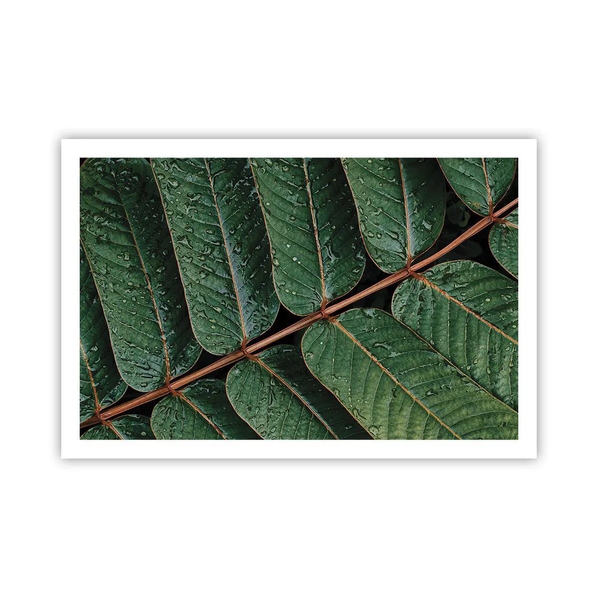 Plakat - W zielonym rytmie - 91x61 cm