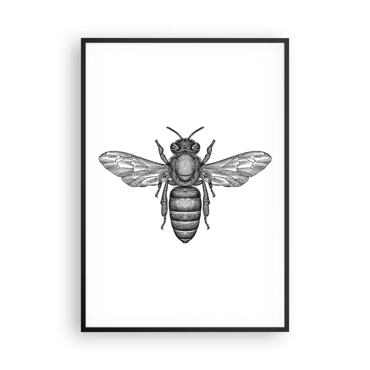 Plakat w czarnej ramie - Owadzi portret - 70x100 cm