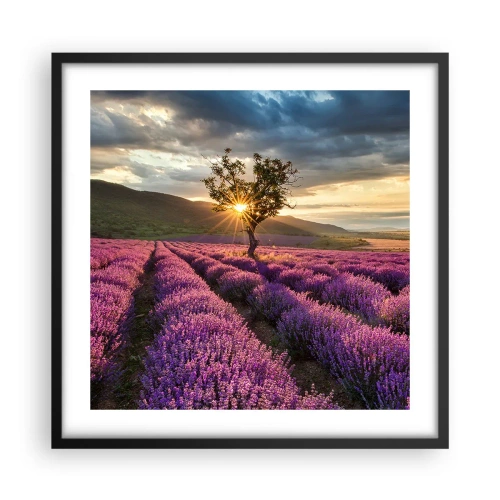 Plakat w czarnej ramie - Aromat w kolorze lila - 50x50 cm