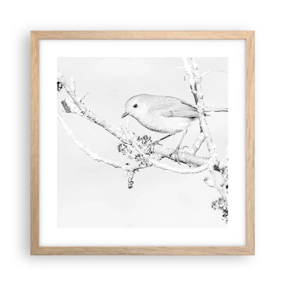 Plakat w ramie jasny dąb - Zimowy poranek - 40x40 cm