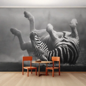 Fototapeta Samoprzylepna Deluxe Sticker - Nie tylko koń by się uśmiał - Zwierzęta, Zebra, Natura - 300x210 cm