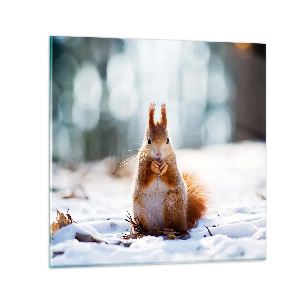 Obraz na szkle - I co tak patrzysz? - 40x40 cm