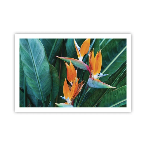 Plakat - Czy to kwiat, czy to ptak? - 91x61 cm