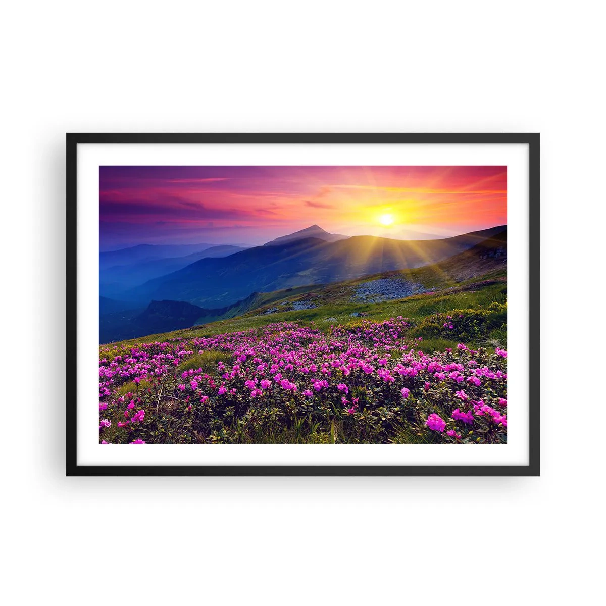 Plakat w czarnej ramie - Kwitnąca łąka z widokiem na góry podczas zachodu słońca - 70x50cm - … A dokoła pachnie kosodrzewina i wonieją zioła - Nowoczesna dekoracja ścienna do salonu i sypialni ARTTOR
