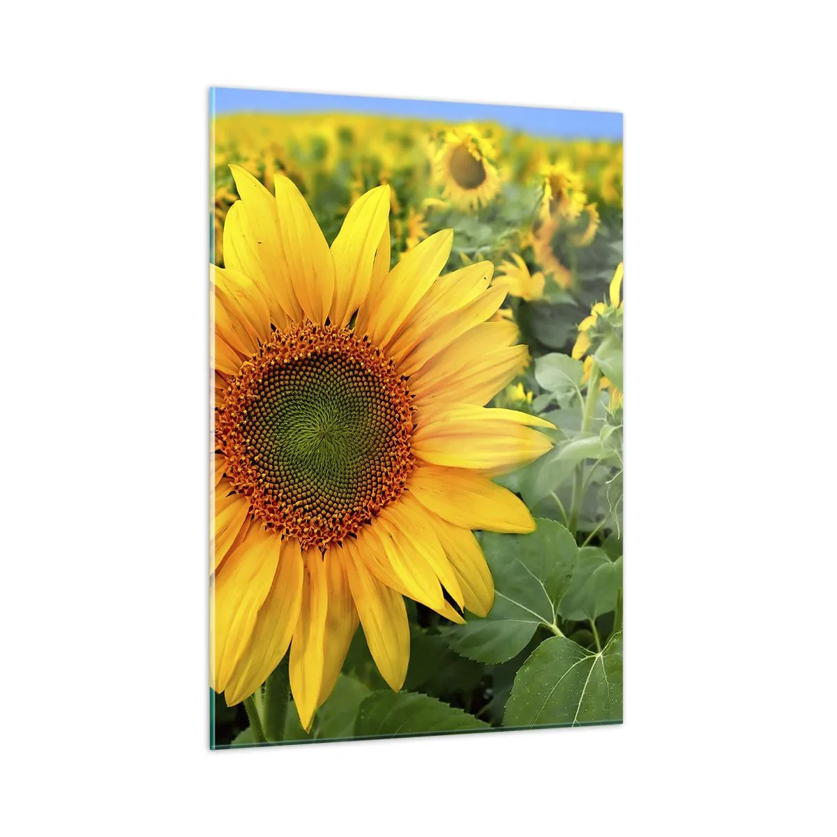 Obraz na szkle - Pole słoneczników w pełnym rozkwicie pod błękitnym niebem - 50x70cm - Rozgorzały setki słońc - Nowoczesna dekoracja ścienna do salonu, kuchni i sypialni ARTTOR