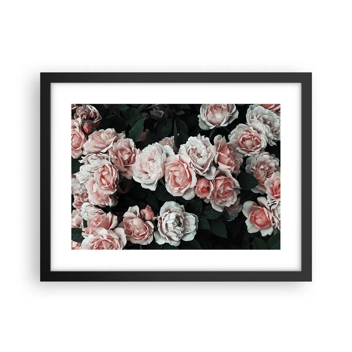 Plakat w czarnej ramie - Różany ansamble - 40x30 cm