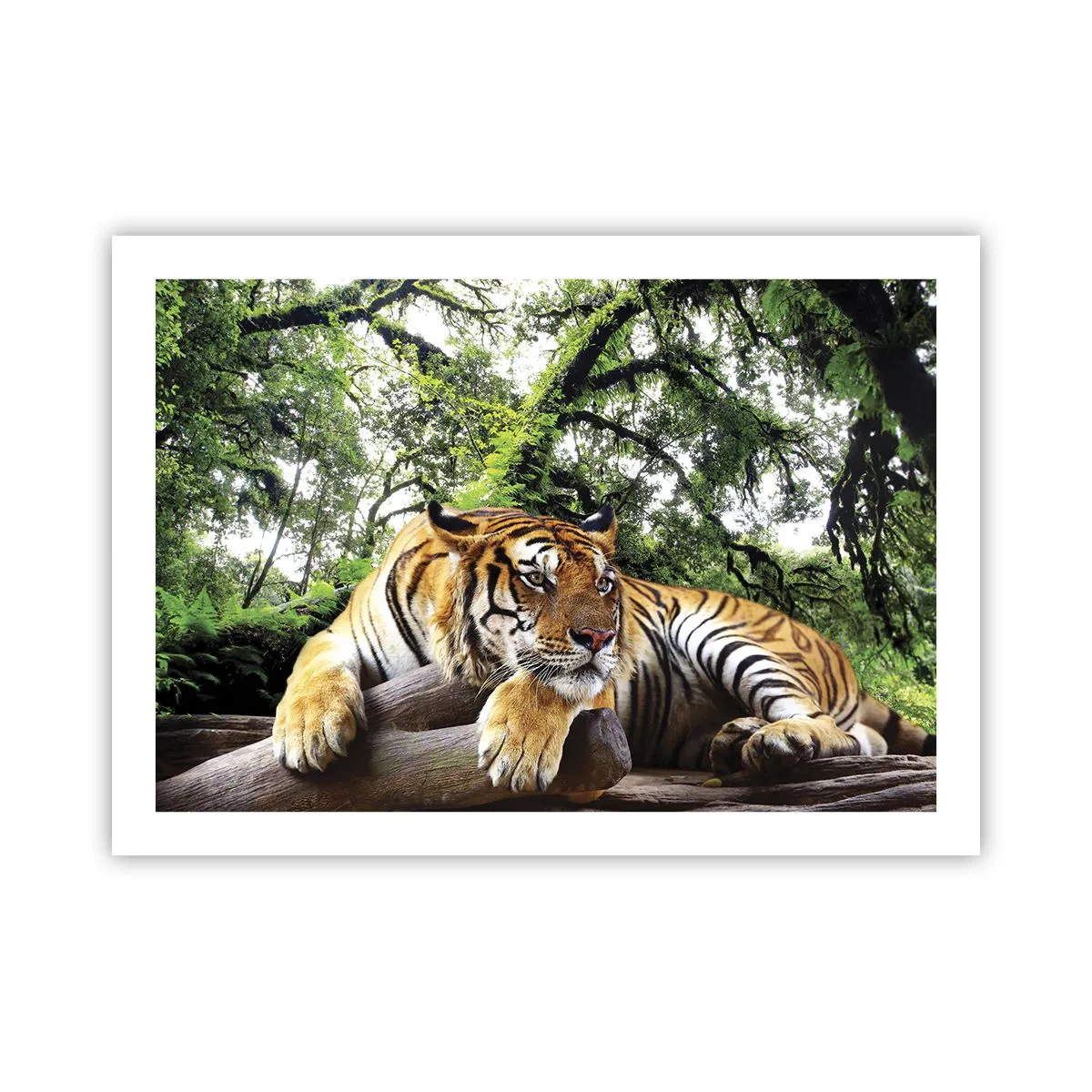 Plakat - Z wyrazami szacunku - 70x50 cm