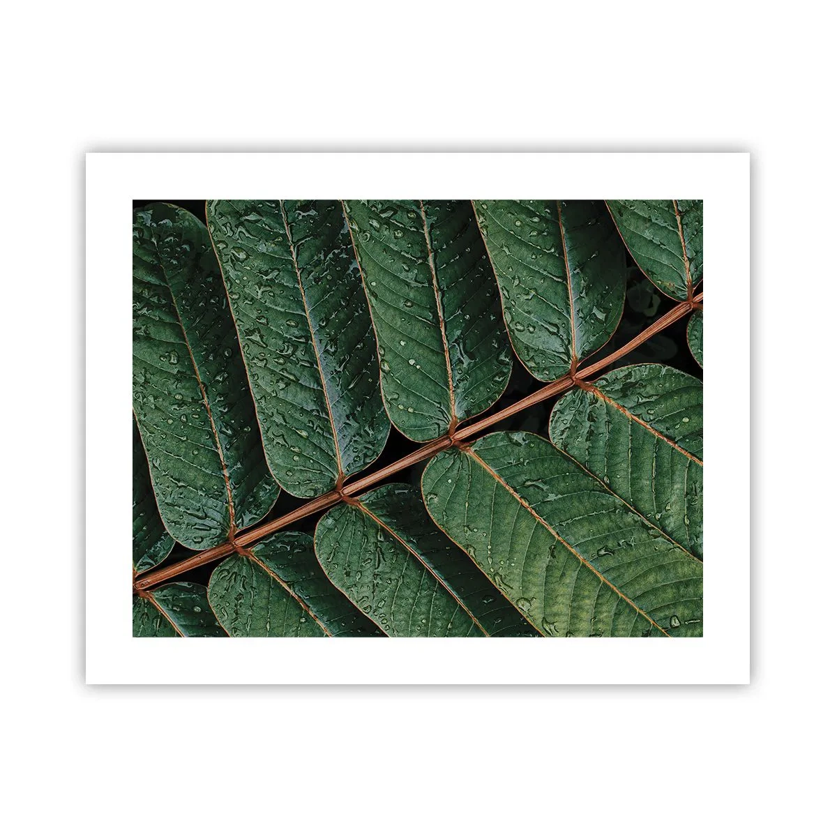 Plakat - W zielonym rytmie - 50x40 cm