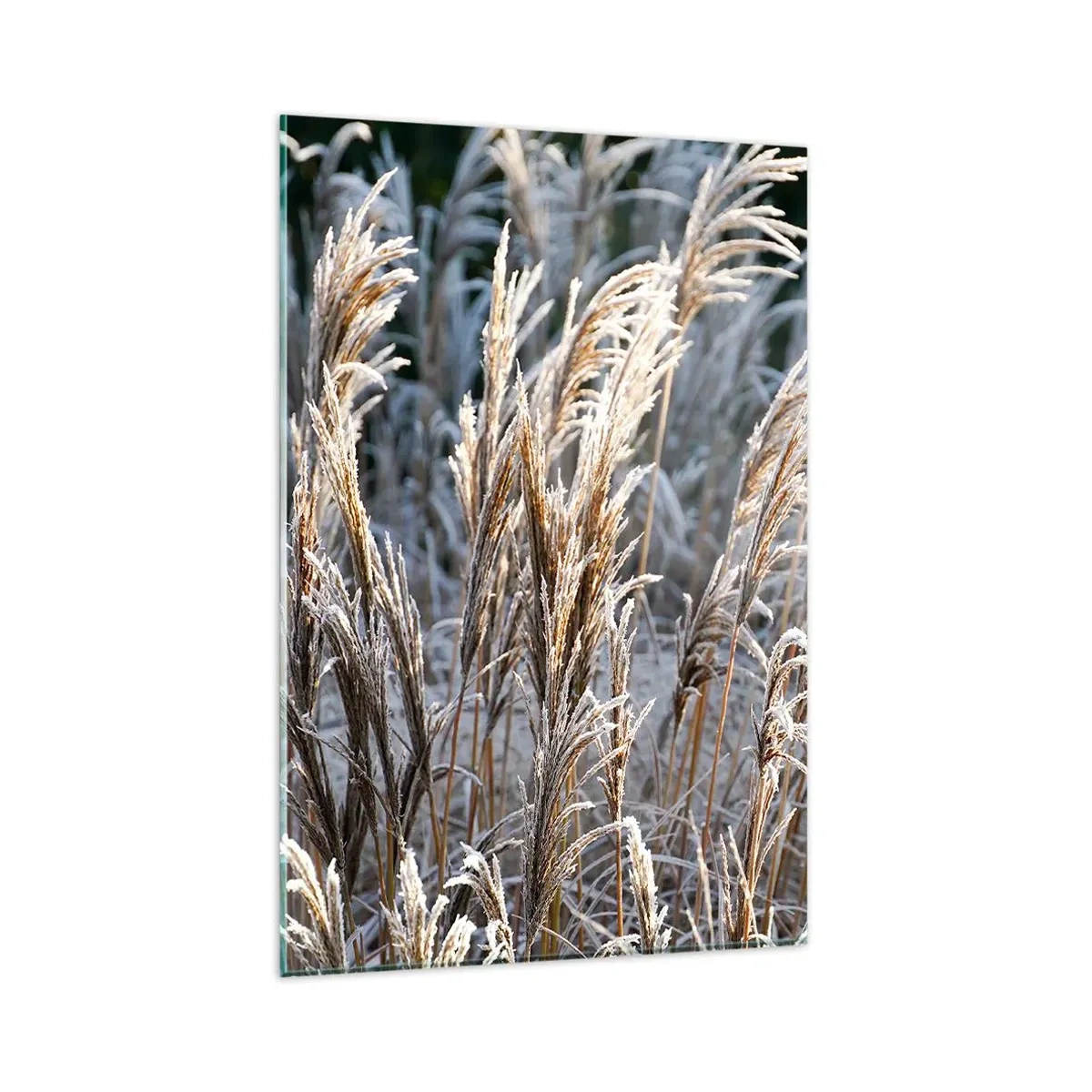 Obraz na szkle - Zimowe źdźbła traw pokryte szronem na tle ciemnej zieleni - 80x120cm - Szronem ustrojone - Nowoczesna dekoracja ścienna do salonu i sypialni ARTTOR