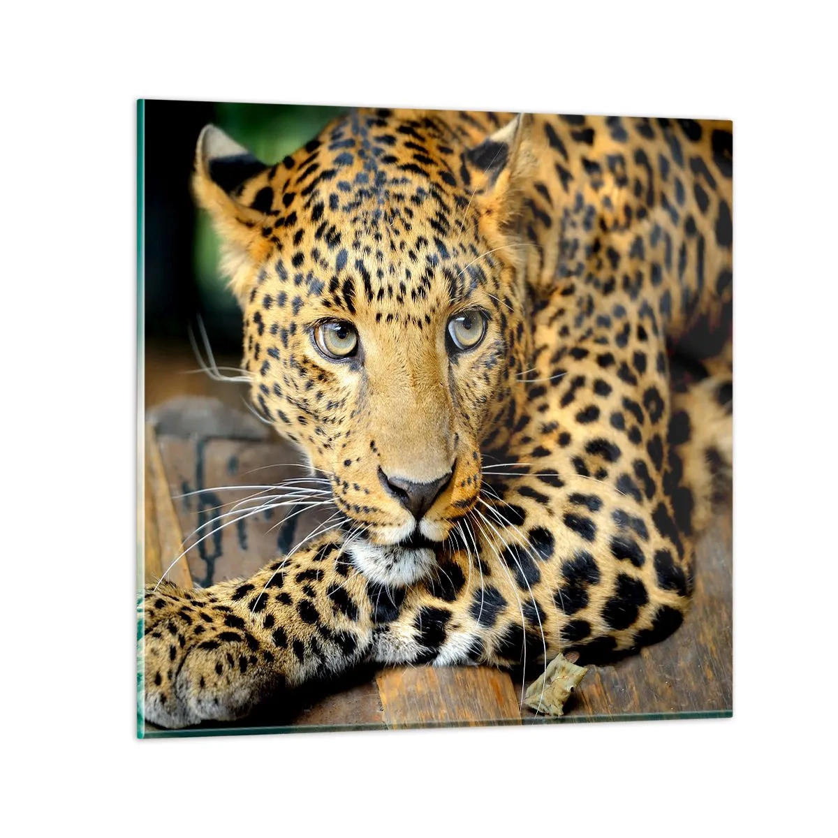 Obraz na szkle - Nie bój się, podejdź - 40x40 cm