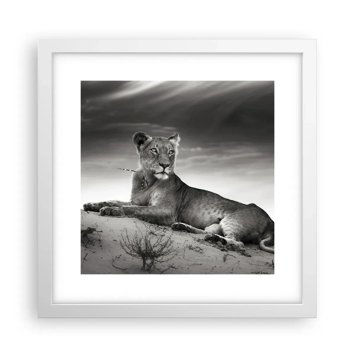 Plakat w białej ramie - Odpoczynek królowej pustyni - 30x30 cm