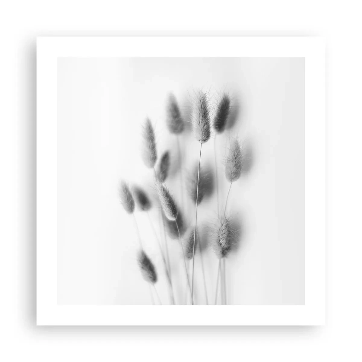 Plakat - Jej puszystość trawa - 50x50 cm