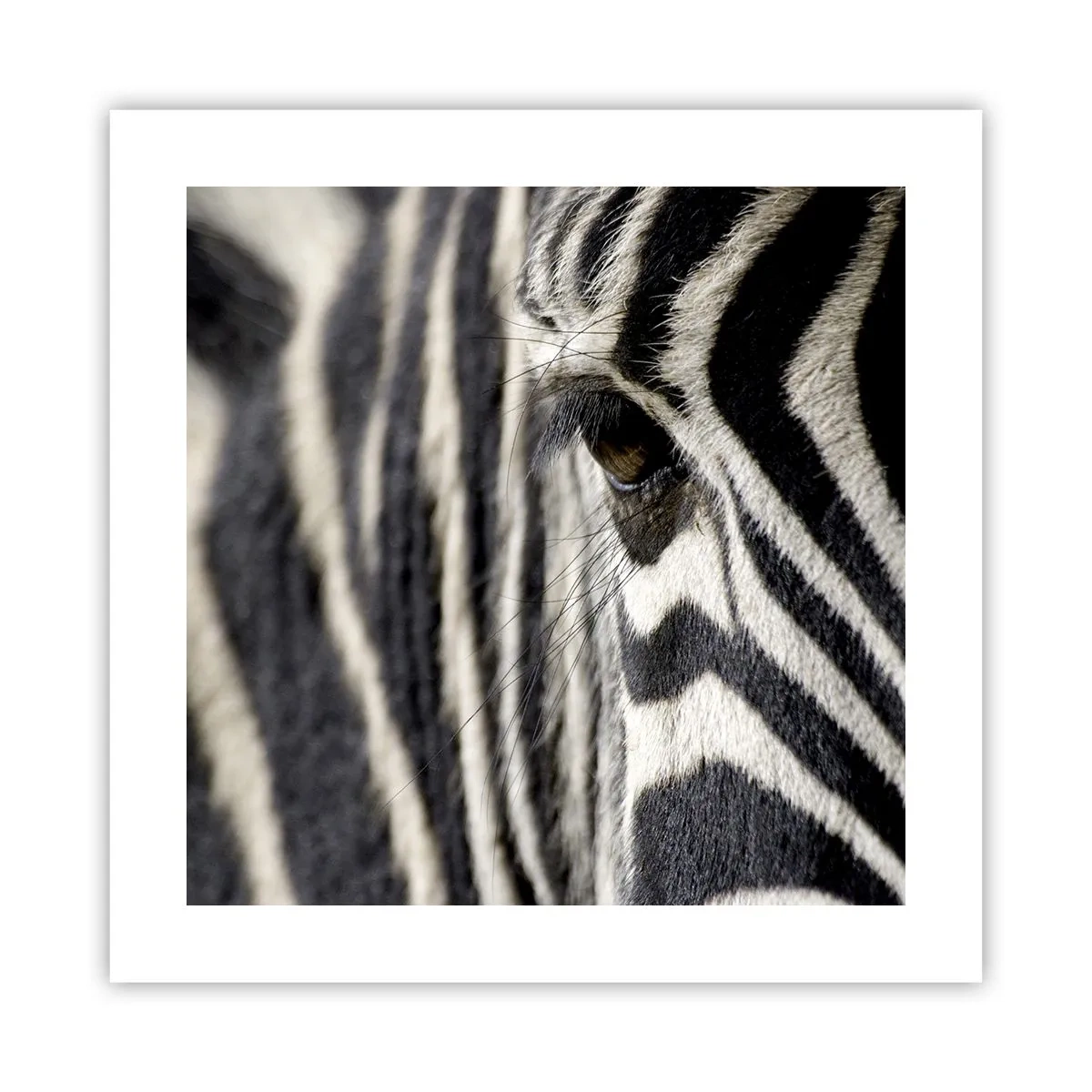 Plakat - Portret w paski - 40x40 cm