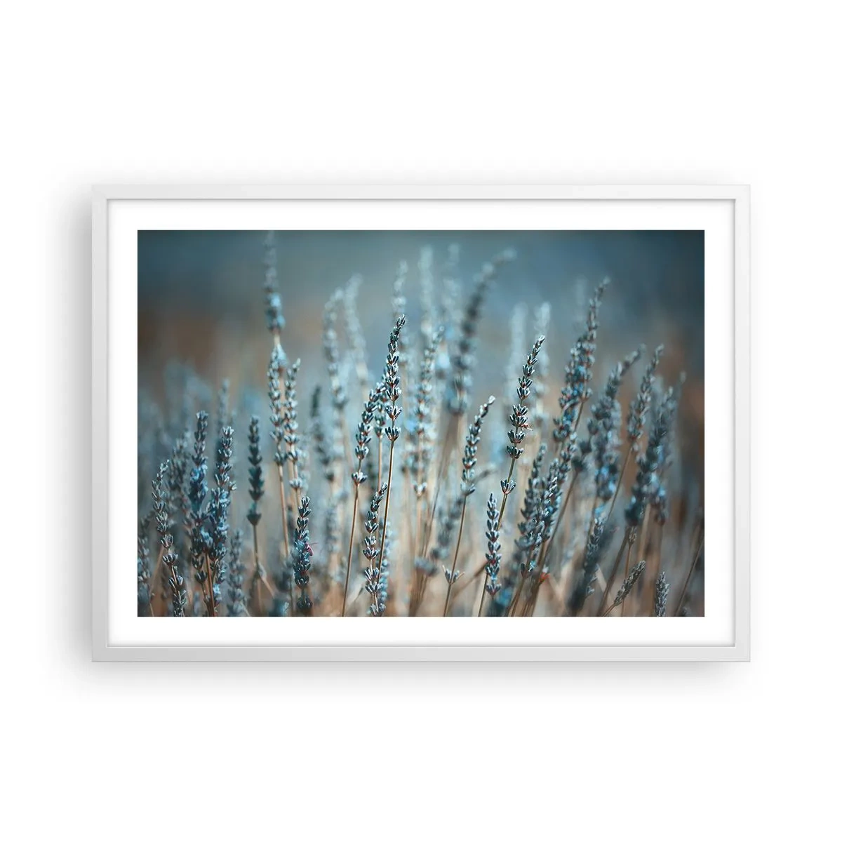Plakat w białej ramie - Pachnący łan - 70x50 cm
