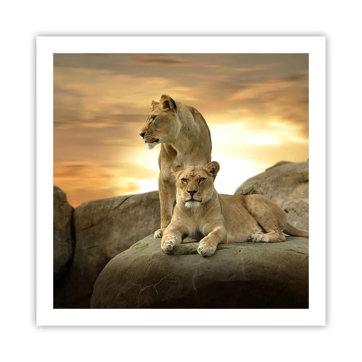 Plakat - Królewski majestat - 60x60 cm