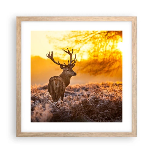 Plakat w ramie jasny dąb - Król jesiennego lasu - 40x40 cm