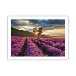 Plakat - Aromat w kolorze lila - 70x50 cm
