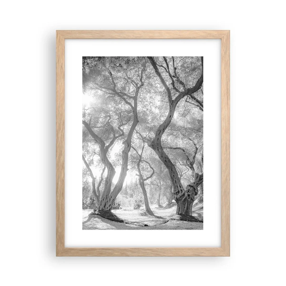 Plakat w ramie jasny dąb - W oliwnym gaju - 30x40 cm