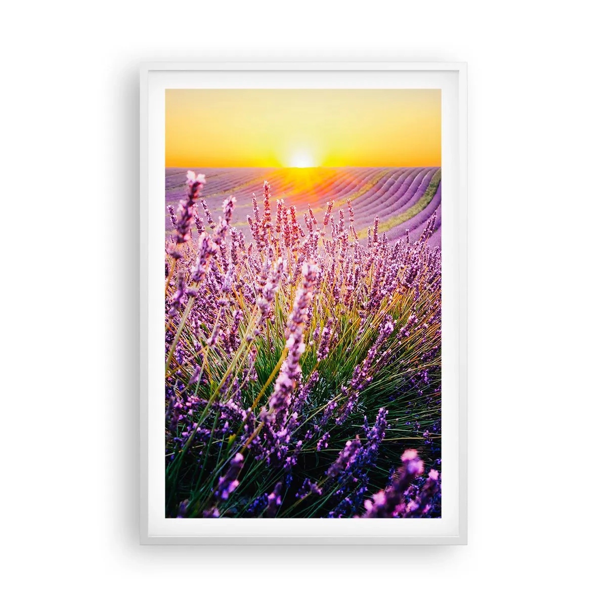 Plakat w białej ramie - Pachnący łan - 61x91 cm
