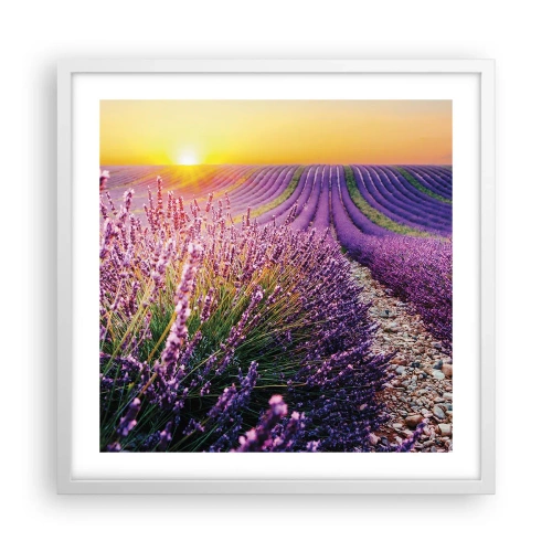 Plakat w białej ramie - Pachnący łan - 50x50 cm