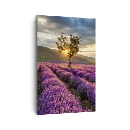 Obraz na płótnie - Pole lawendy z samotnym drzewem o zachodzie słońca - 80x120cm - Aromat w kolorze lila - Nowoczesna dekoracja ścienna do salonu i sypialni ARTTOR