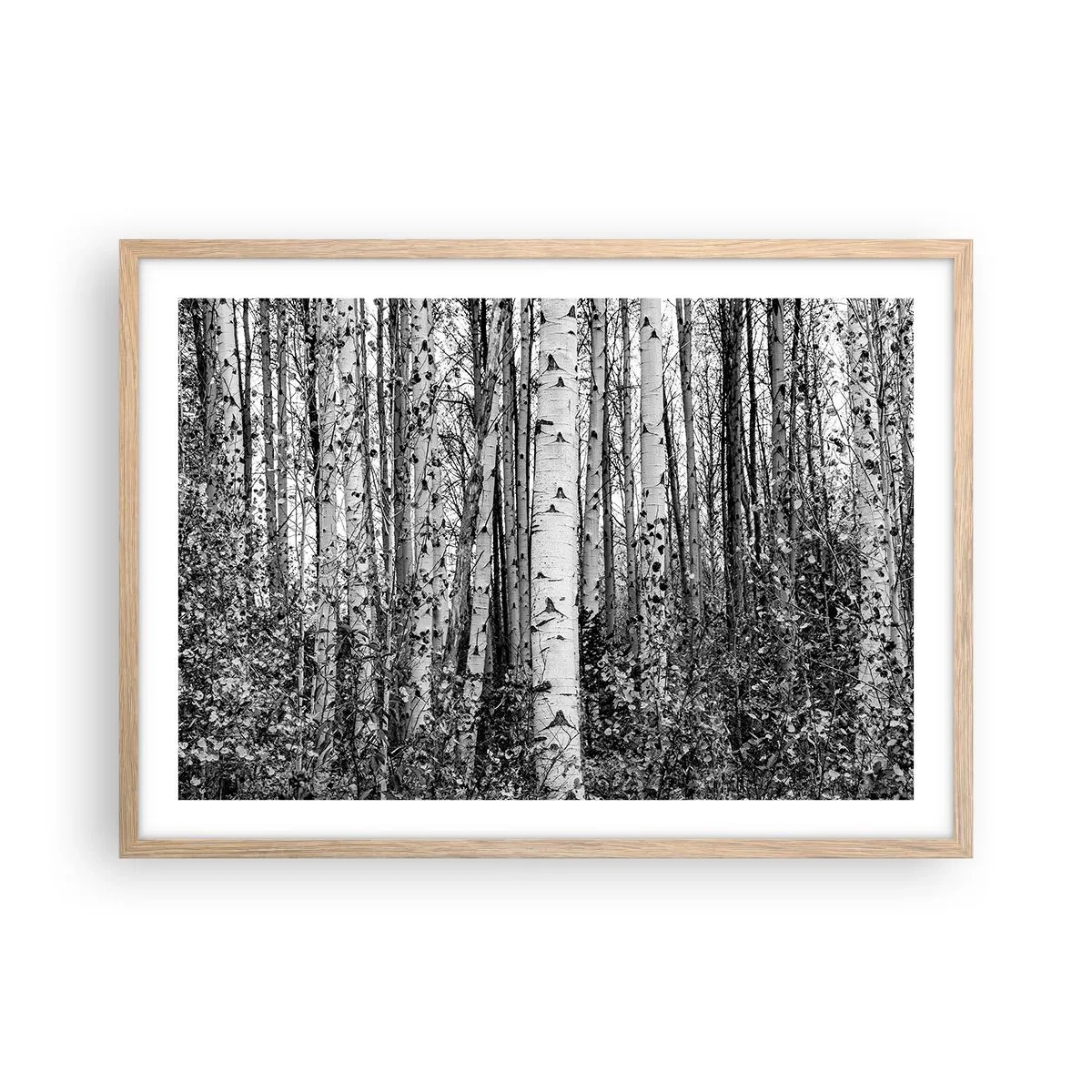 Plakat w ramie jasny dąb - Brzozowa kolumnada - 70x50 cm
