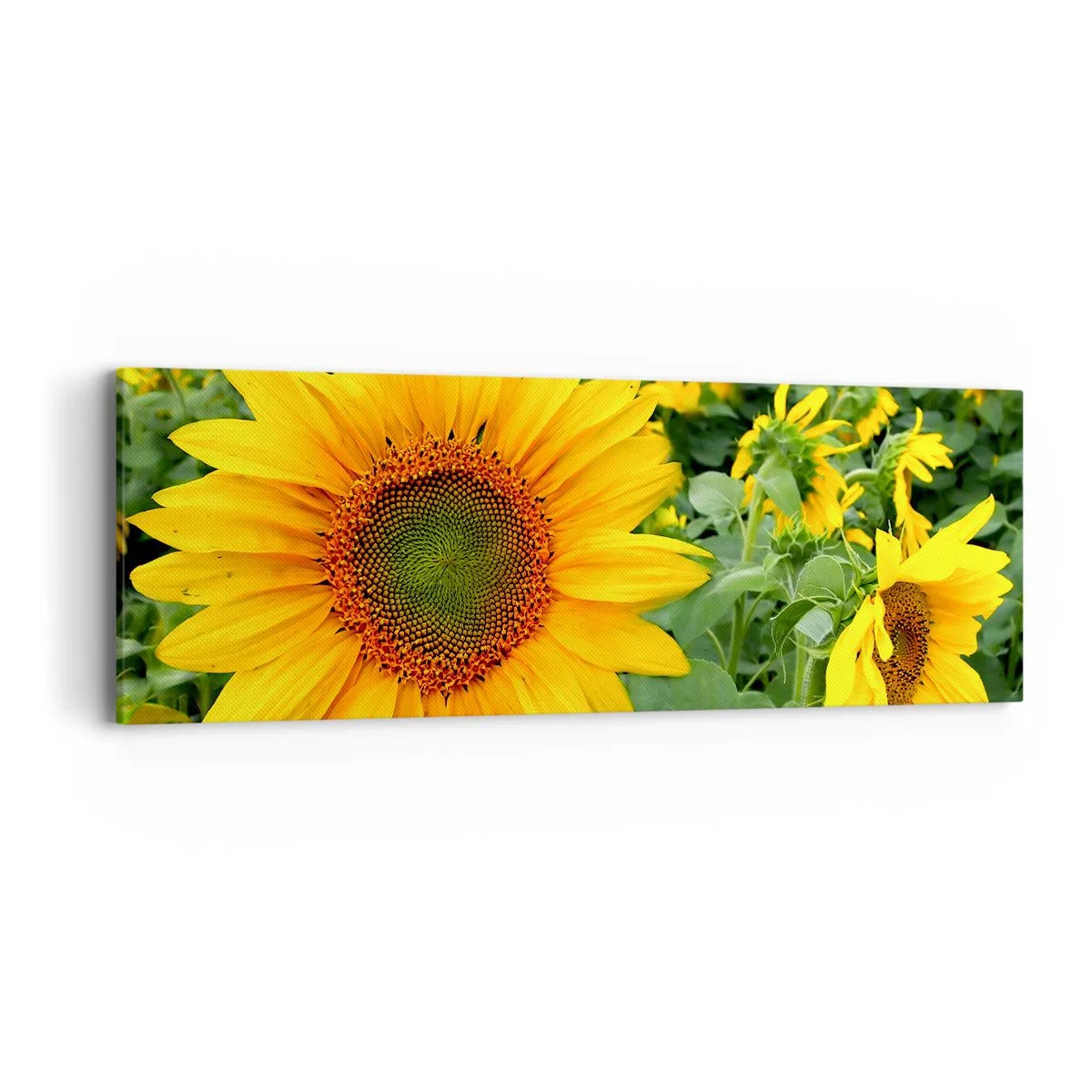 Obraz na płótnie - Rozgorzały setki słońc - 90x30 cm