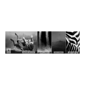 Fototapeta Próbka Samoprzylepna Deluxe Sticker - Nie tylko koń by się uśmiał - Zwierzęta, Zebra, Natura - 100x30 cm