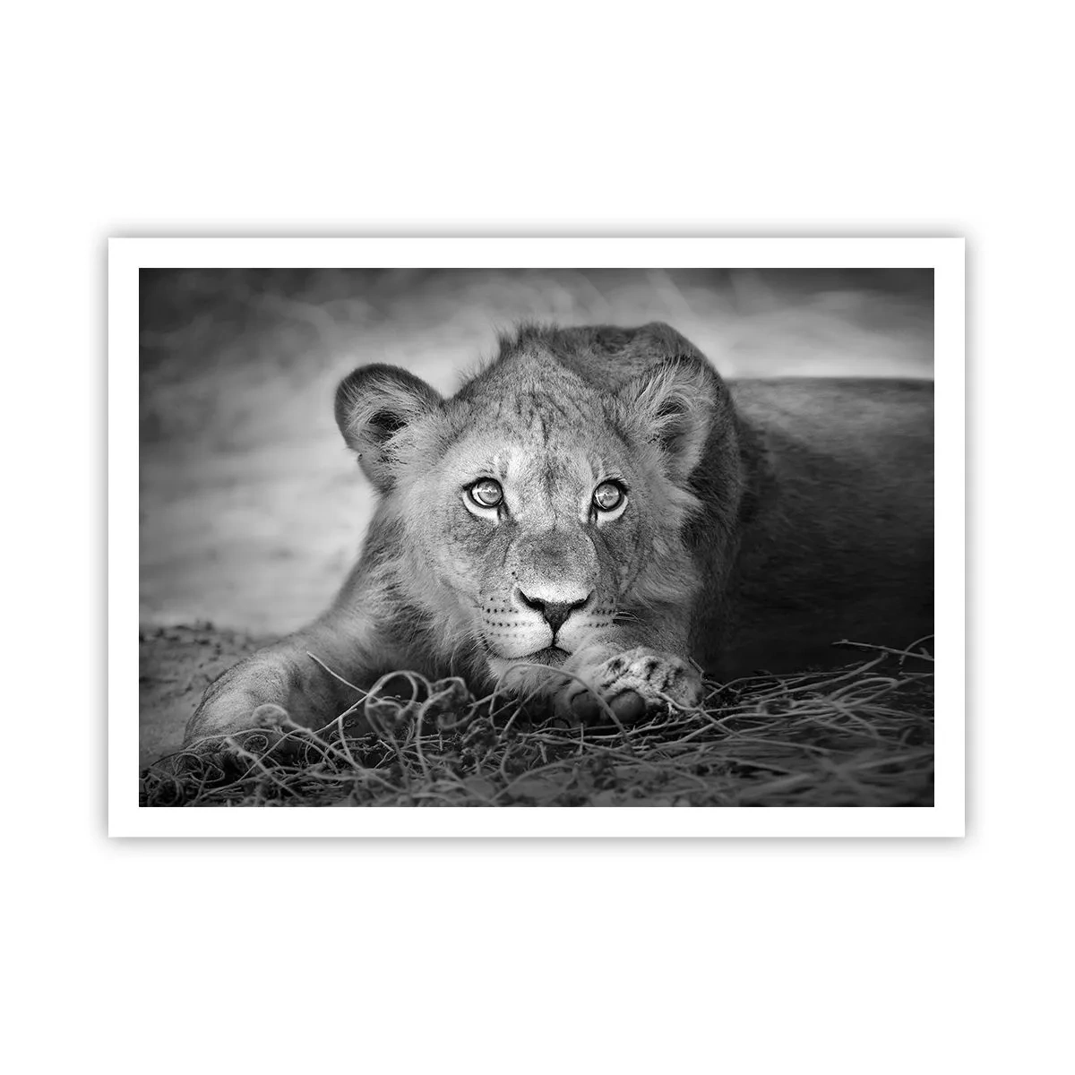 Plakat - Monochromatyczny portret leżącego młodego lwa - 100x70cm - Królewskie szczenię - Nowoczesna dekoracja ścienna do salonu i sypialni ARTTOR