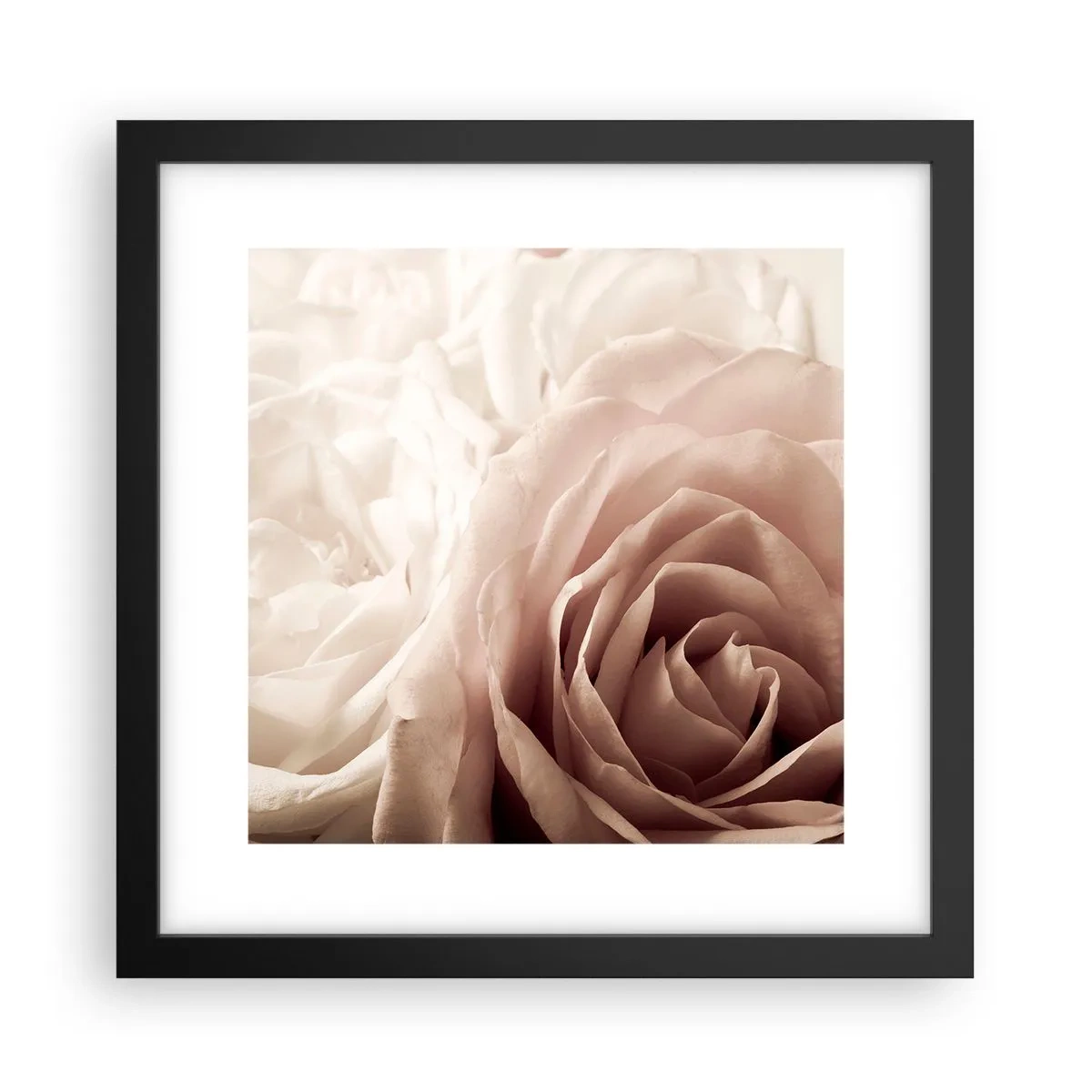 Plakat w czarnej ramie - W sercu róży - 30x30 cm