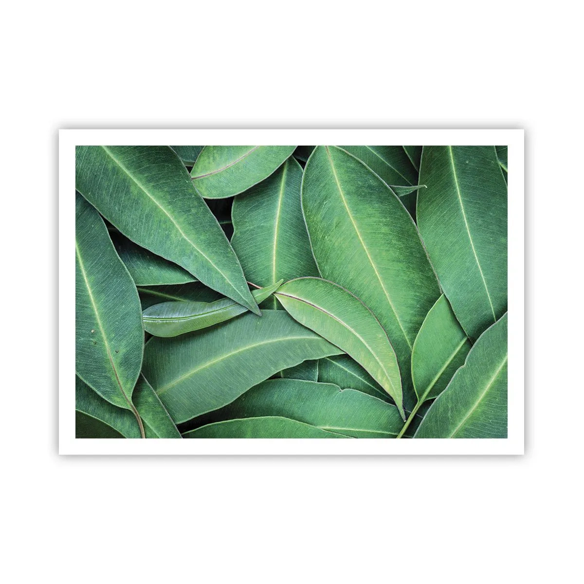 Plakat - Zbliżenie na zielone liście tworzące naturalny wzór - 100x70cm - Soczyste i świeże - Nowoczesna dekoracja ścienna do salonu i sypialni ARTTOR