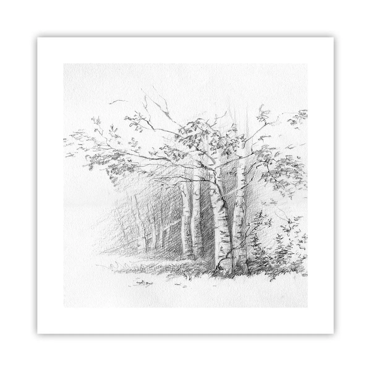 Plakat - Światło brzozowego lasu - 40x40 cm